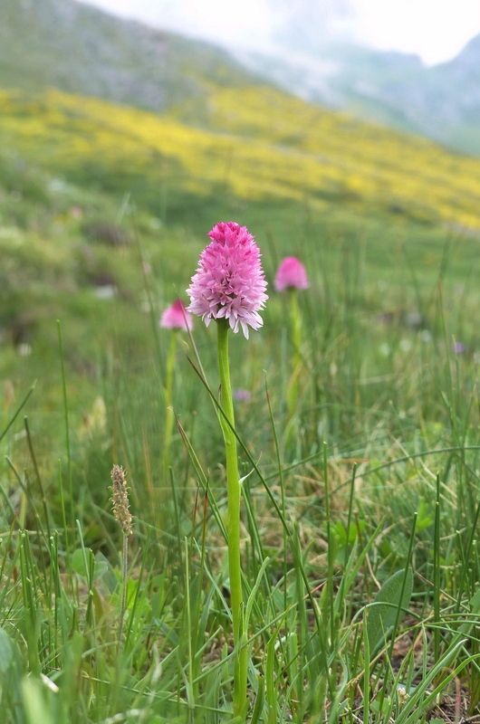 Nigritella corneliana, una regina nelle Alpi occidentali  Savoia francese   luglio 2023.